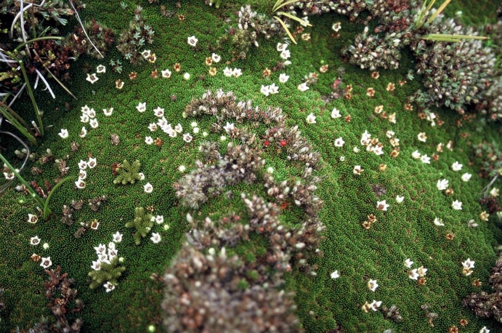 novy_zeland-116